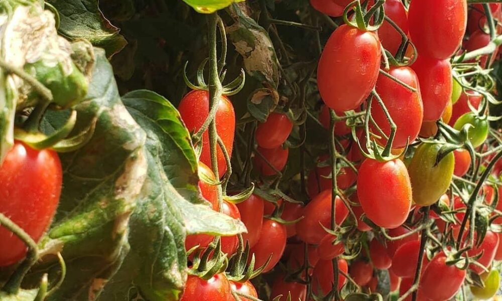 Tomate Rosso Agristar do Brasil