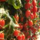 Tomate Rosso Agristar do Brasil