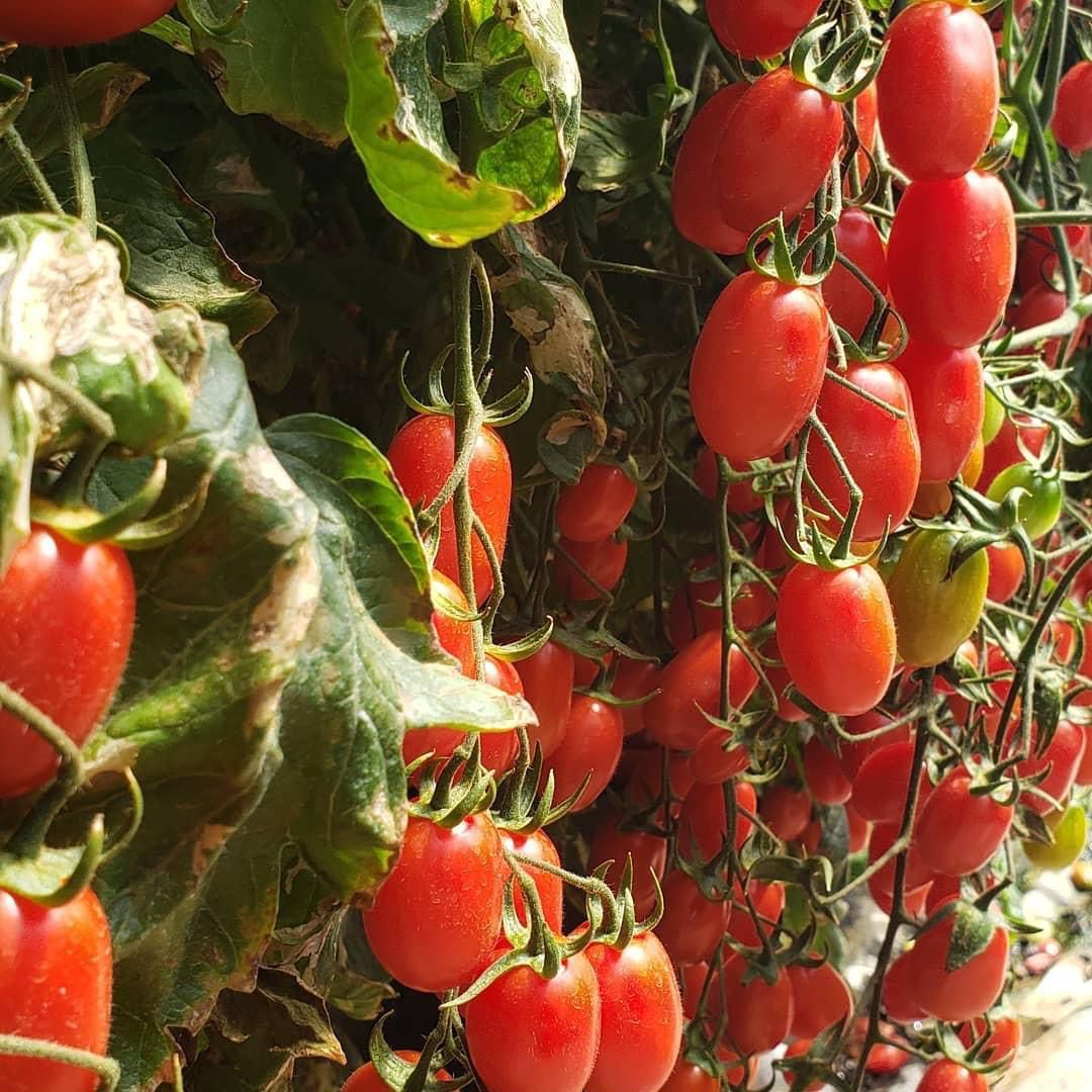 Tomate Rosso Agristar do Brasil