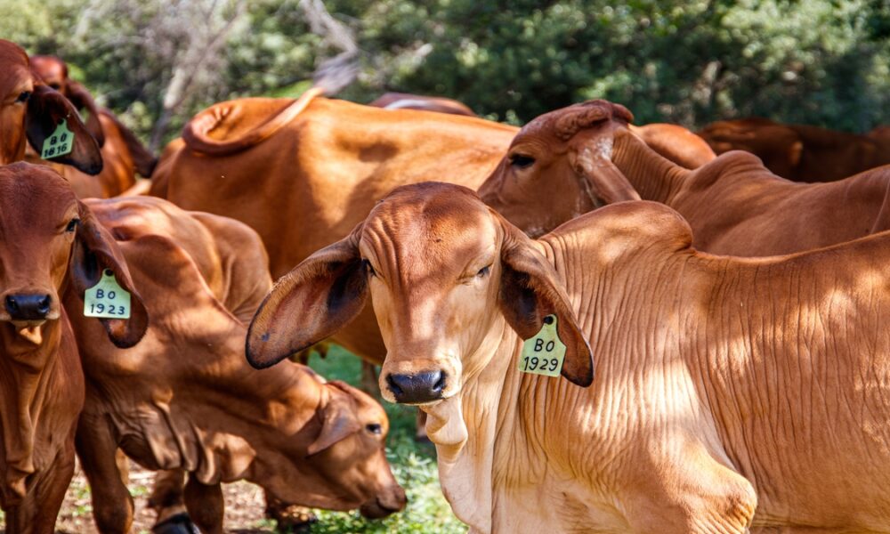 Bem-estar animal se consolida como pilar da pecuária sustentável