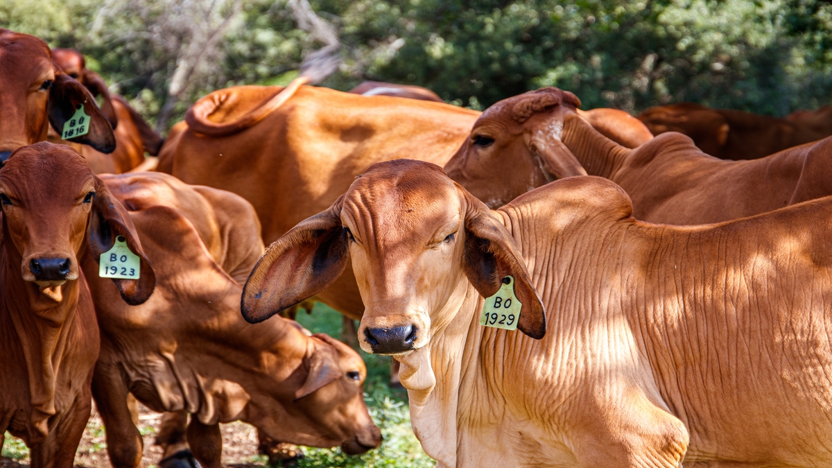 Bem-estar animal se consolida como pilar da pecuária sustentável