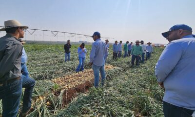 Expansão na produção de cebolas no Brasil reforça a importância de cultivares híbridas adaptadas Agristar do Brasil