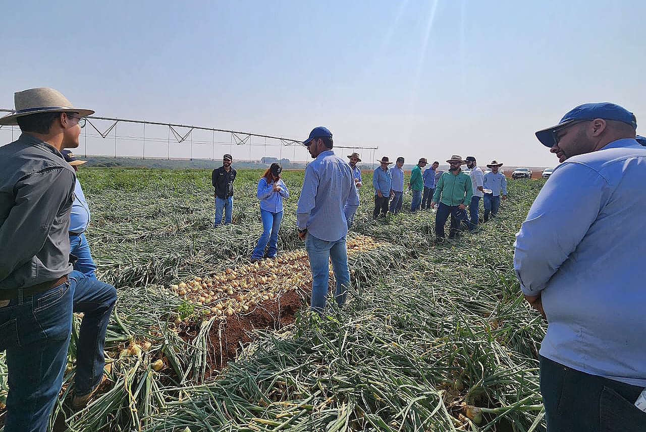 Expansão na produção de cebolas no Brasil reforça a importância de cultivares híbridas adaptadas Agristar do Brasil