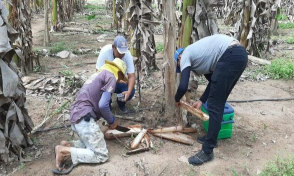 Universidade Tiradentes Fungo da Banana