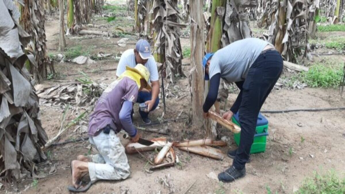 Universidade Tiradentes Fungo da Banana