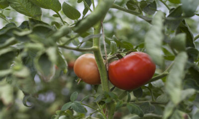 Divulgação Tomate