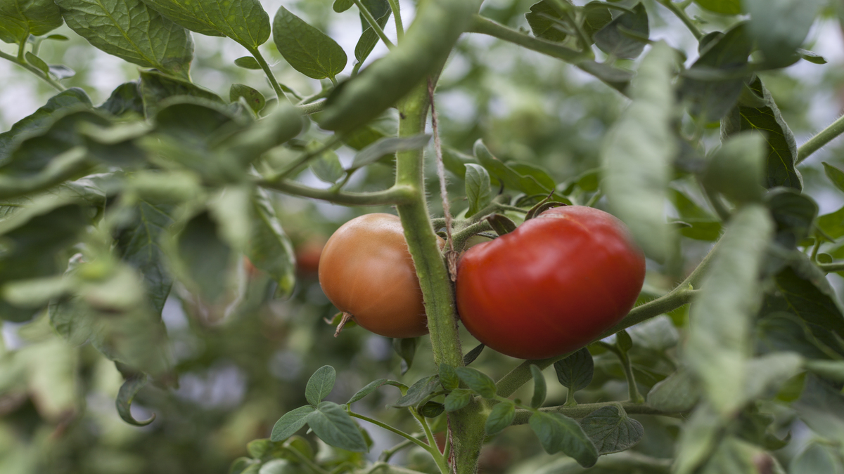 Divulgação Tomate