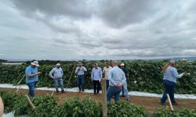 Triagem em Ituporanga (SC) Agristar do Brasil