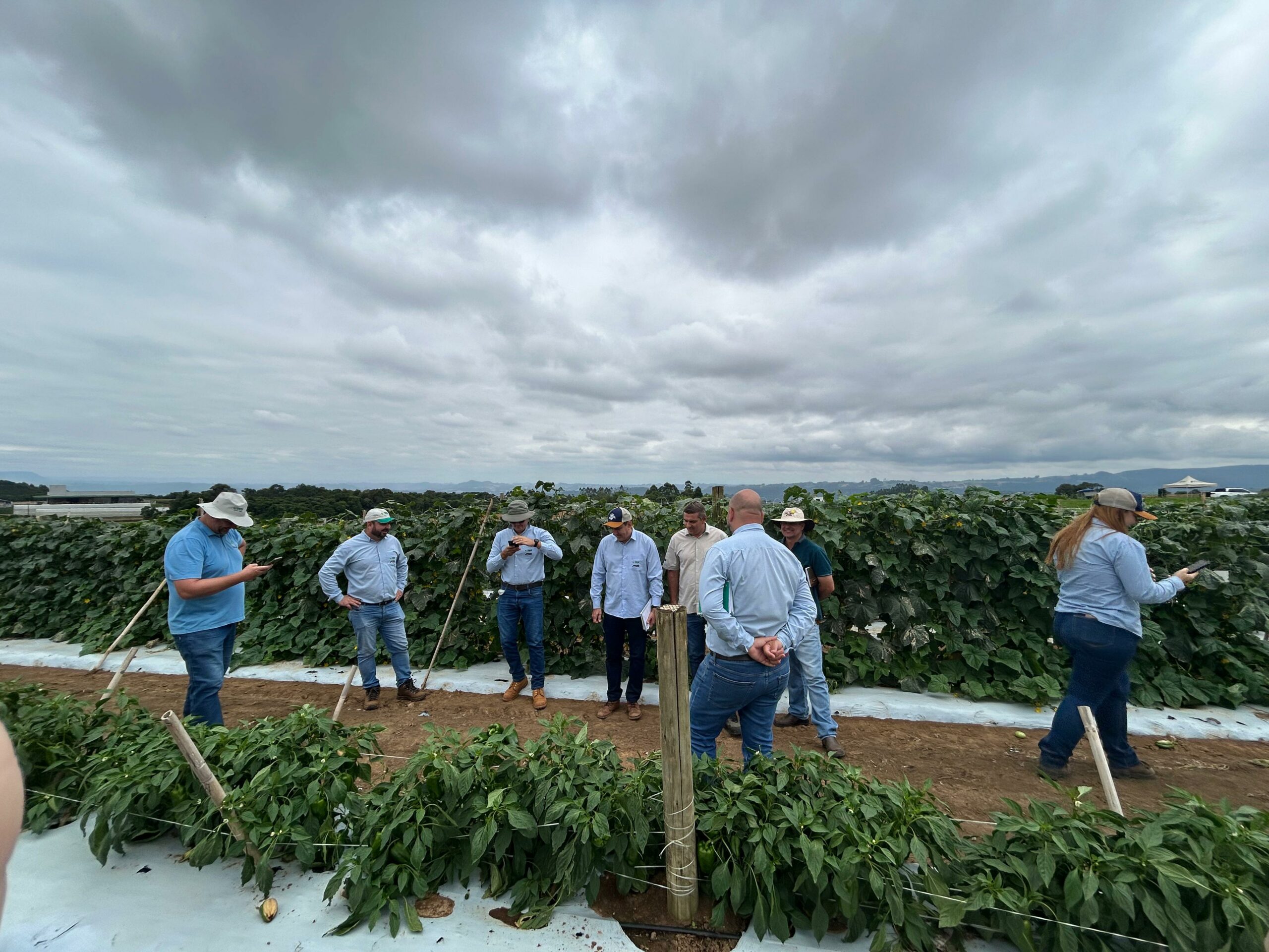 Triagem em Ituporanga (SC) Agristar do Brasil