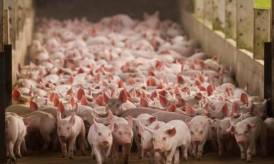 Porcos em Foco: Novo relatório avalia 70% da produção nacional de carne suína em avanços no bem-estar animal