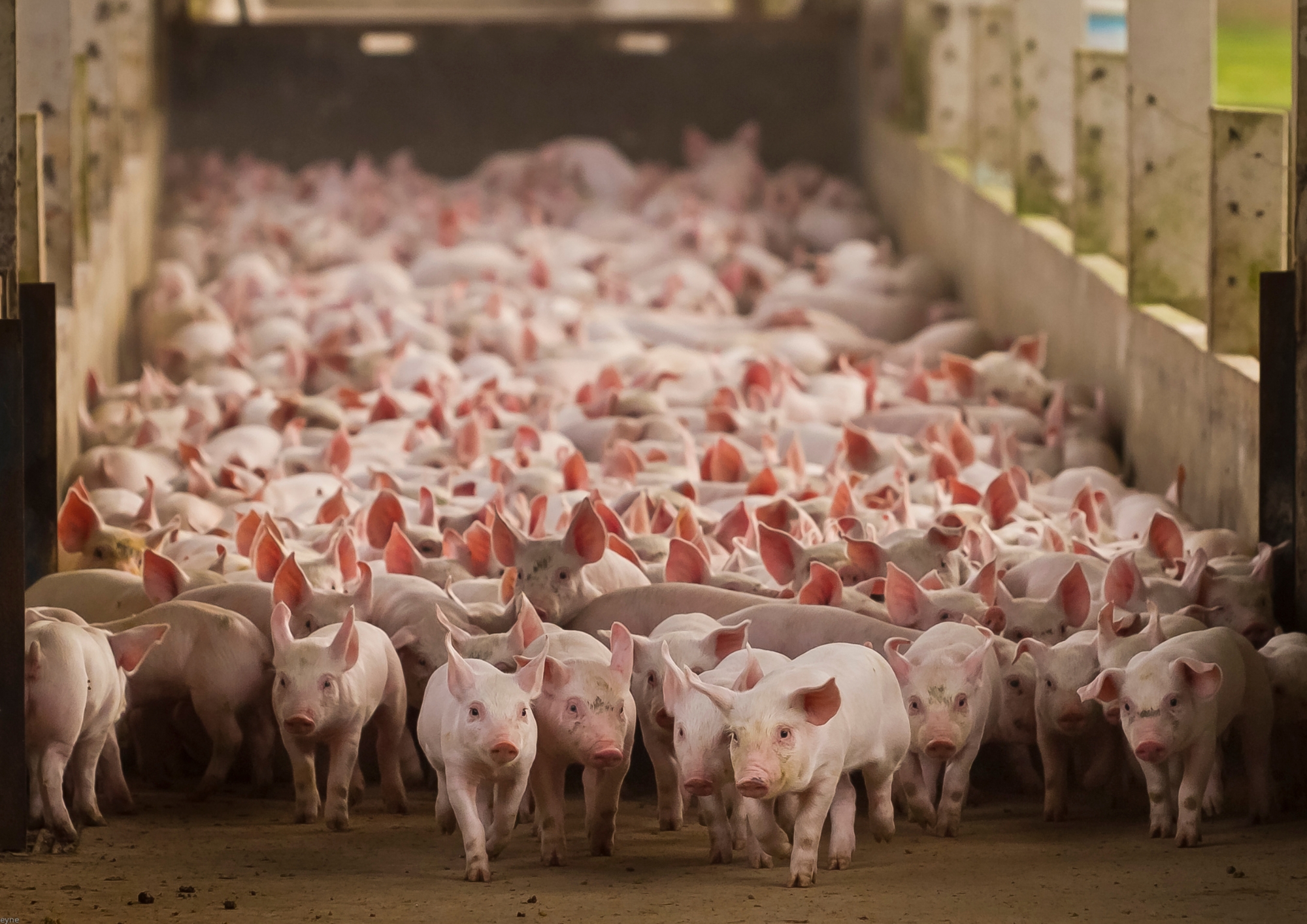 Porcos em Foco: Novo relatório avalia 70% da produção nacional de carne suína em avanços no bem-estar animal