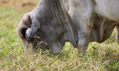 Vedação de pasto garante disponibilidade de forragem durante períodos de escassez, como a estiagem Divulgação Connan