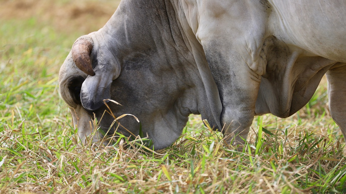 Vedação de pasto garante disponibilidade de forragem durante períodos de escassez, como a estiagem Divulgação Connan