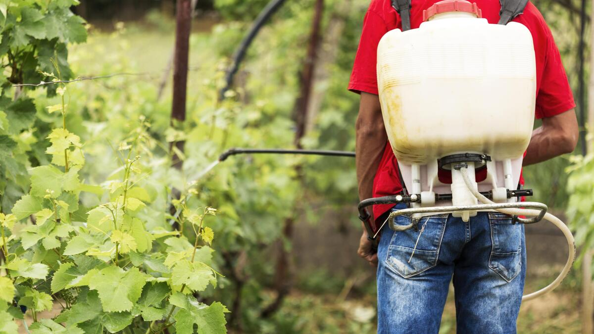 Controle de pragas na Agricultura: cientistas brasileiros criam solução ecológica inovadora para contribuir com a segurança alimentar mundial