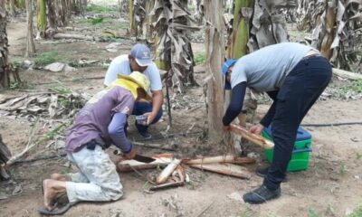 Fungo pode ser usado para controlar pragas na produção de bananas