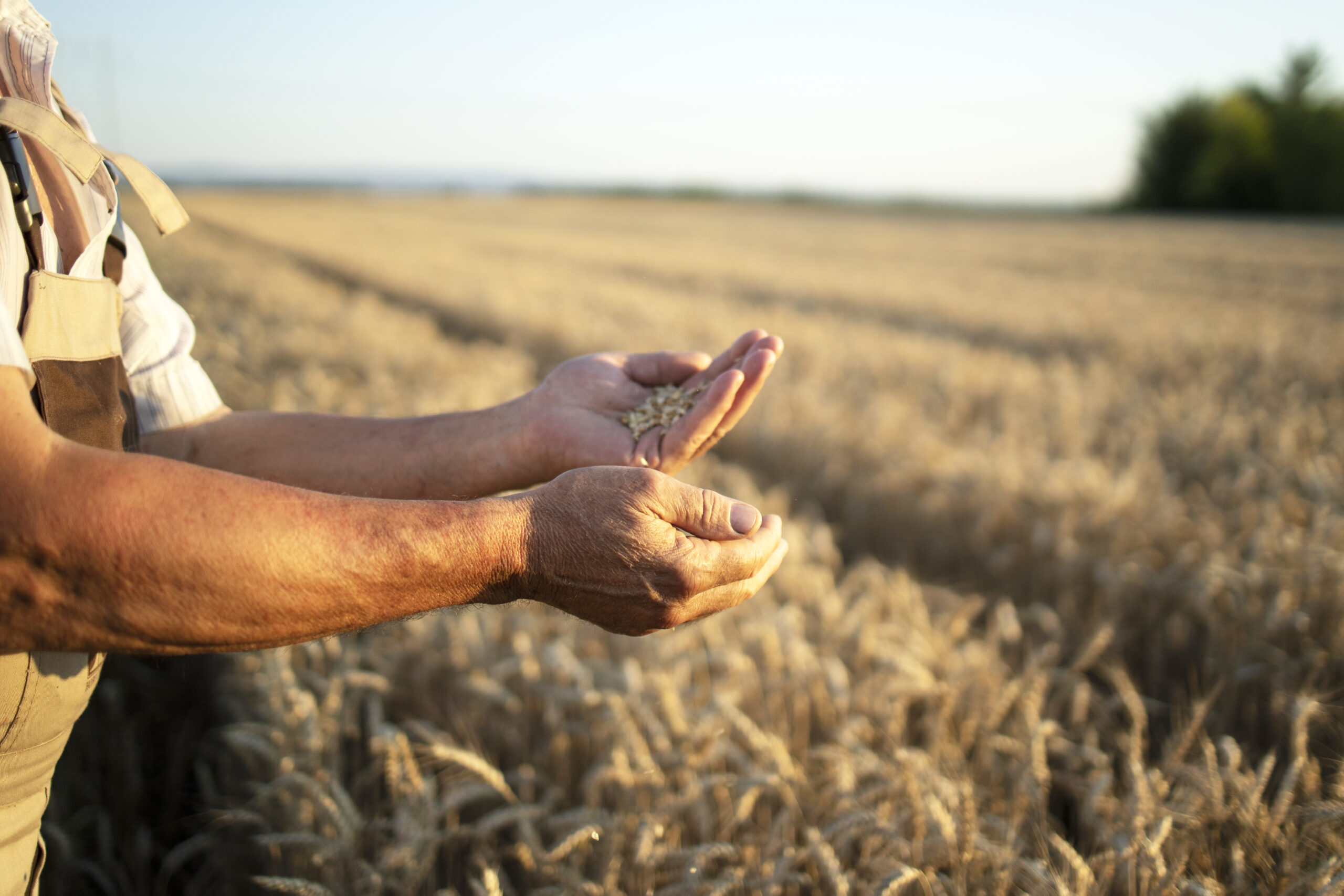 Sustentabilidade, tecnologia e novos modelos de financiamento devem nortear o agronegócio em 2025