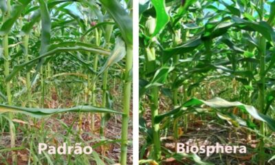 Mesmo dia, mesmo talhão Divulgação Biosphera