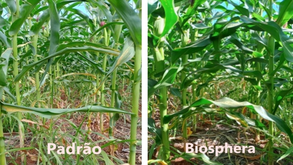 Mesmo dia, mesmo talhão Divulgação Biosphera