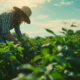 Lei de Bioinsumos promete ser um marco para o agronegócio brasileiro; Entenda o motivo