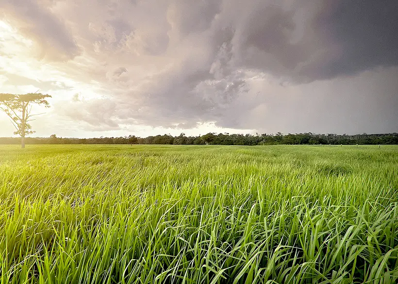 BRS Zuri Advanced em São Francisco/PA Divulgação Soesp