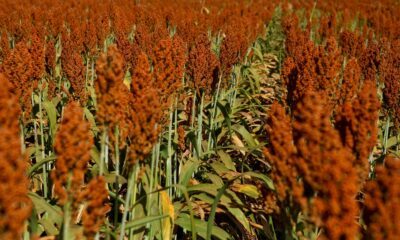 Sorgo igrowth é opção rentável para a cobertura de solo na reforma do canavial