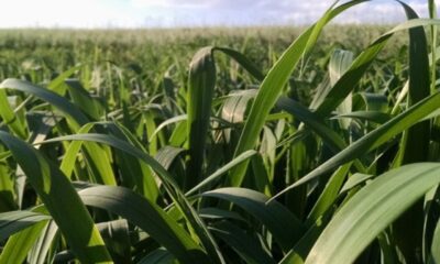 GreenUP se destaca em lavouras de cultivo de milho, arroz, cana-de-açúcar, sorgo, trigo, cevada e pastagens, além de ser indicado para o mercado de pulverizações com drones Divulgação