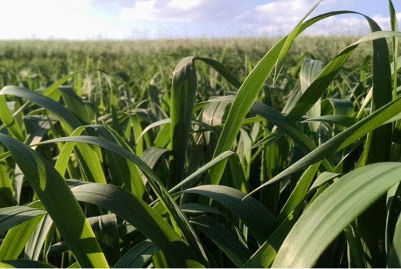 GreenUP se destaca em lavouras de cultivo de milho, arroz, cana-de-açúcar, sorgo, trigo, cevada e pastagens, além de ser indicado para o mercado de pulverizações com drones Divulgação