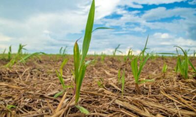 Além da produtividade, os nutrientes contribuíram para melhor desenvolvimento radicular e maior retorno sobre o investimento