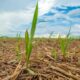 Além da produtividade, os nutrientes contribuíram para melhor desenvolvimento radicular e maior retorno sobre o investimento