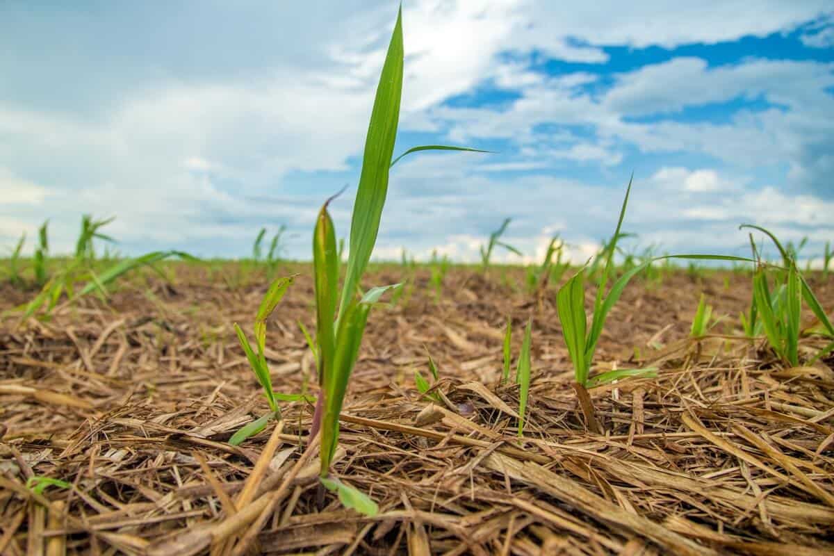Além da produtividade, os nutrientes contribuíram para melhor desenvolvimento radicular e maior retorno sobre o investimento
