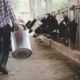 MFG Agropecuária investe em bem-estar nutricional para garantir maior conforto dos animais