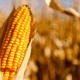 Produção de milho no Brasil deve atingir 131 milhões de toneladas e impulsiona cenário global de grãos