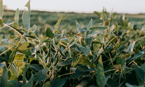 Tecnologia invisível na agricultura: pesquisadores desenvolvem pesticida nanoencapsulado mais eficiente e sustentável para o controle de pragas da soja