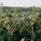 Tecnologia invisível na agricultura: pesquisadores desenvolvem pesticida nanoencapsulado mais eficiente e sustentável para o controle de pragas da soja