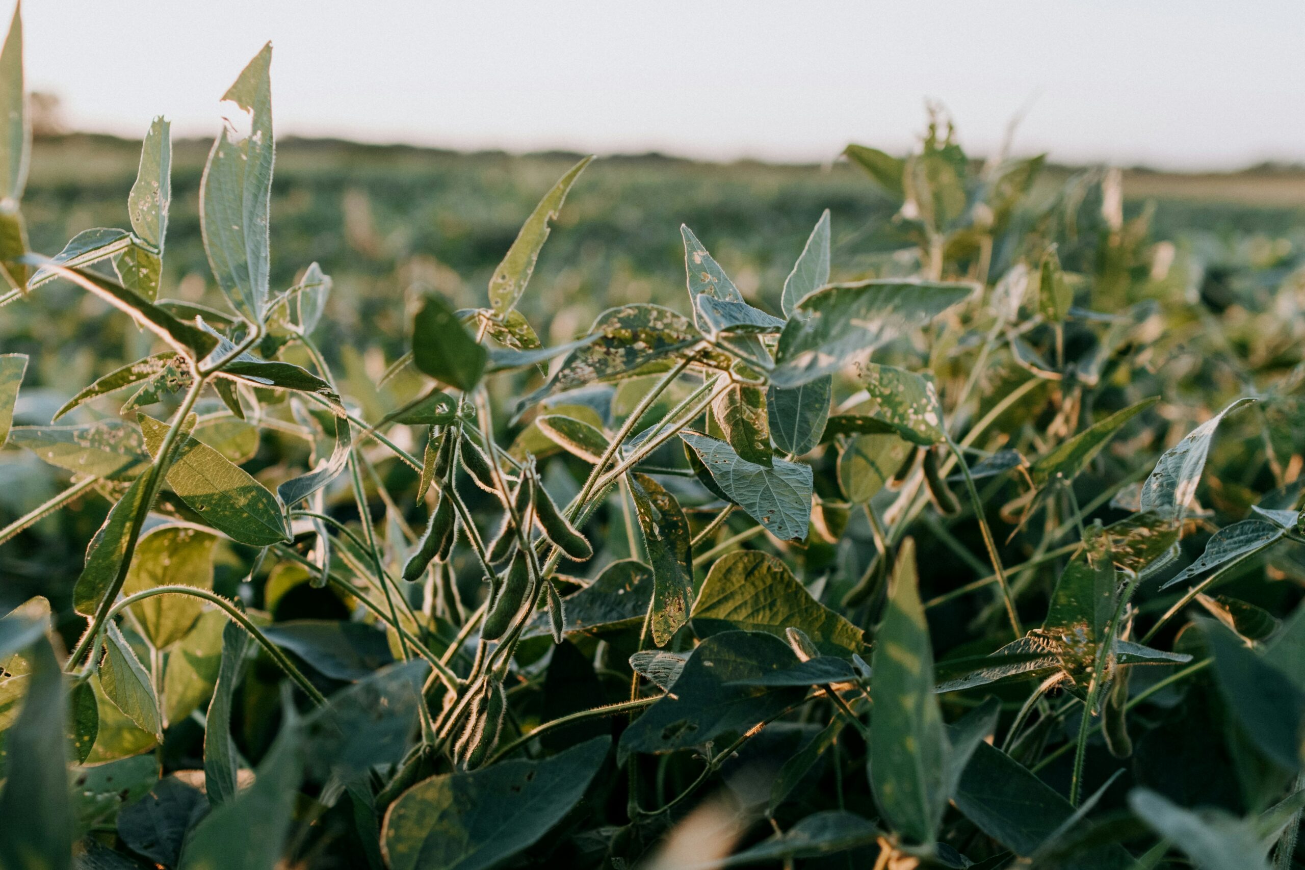 Tecnologia invisível na agricultura: pesquisadores desenvolvem pesticida nanoencapsulado mais eficiente e sustentável para o controle de pragas da soja