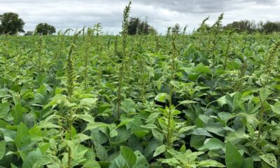O caruru-palmeri representa uma séria ameaça à agricultura devido à sua agressividade e resistência a herbicidas. Marlon Bastini/Embrapa