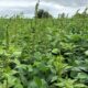 O caruru-palmeri representa uma séria ameaça à agricultura devido à sua agressividade e resistência a herbicidas. Marlon Bastini/Embrapa