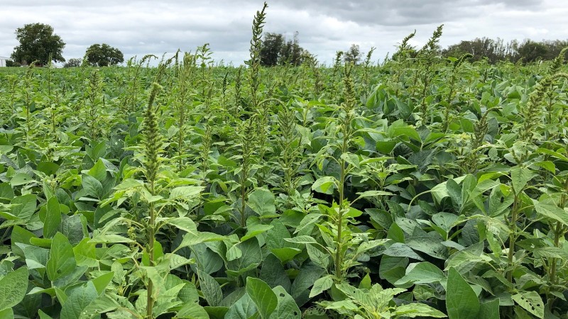 O caruru-palmeri representa uma séria ameaça à agricultura devido à sua agressividade e resistência a herbicidas. Marlon Bastini/Embrapa