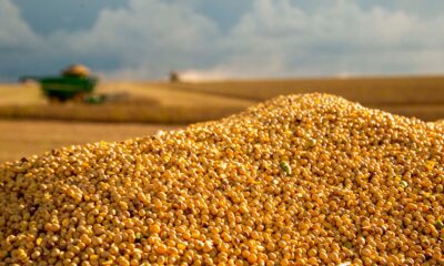 Produtores do Sul de Minas antecipam planejamento para a safra de soja 2024/25