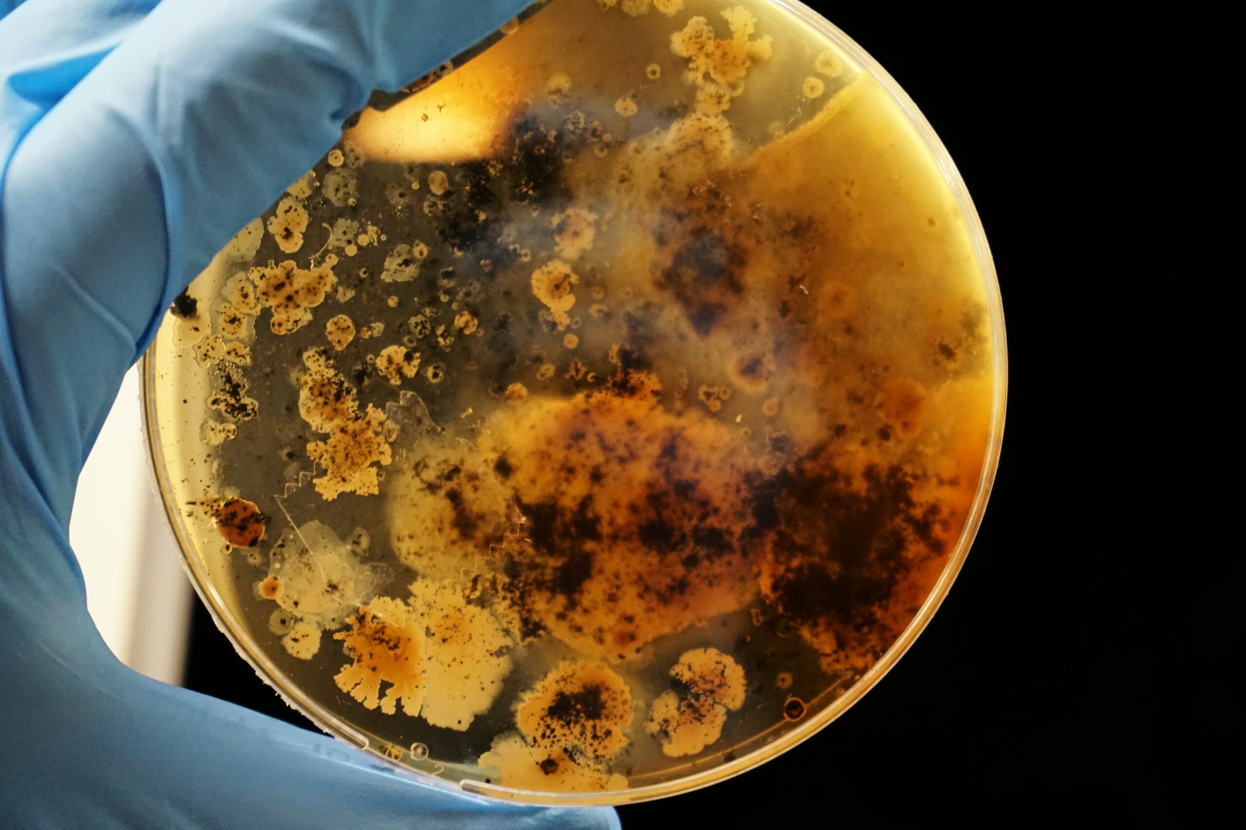 Biológicos ampliam a eficiência nutricional no campo e reduzem uso de químicos Symbiomics/Divulgação