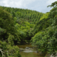 Mosaico florestal e rio em área da Bracell na Bahia/ Foto: Acervo Bracell