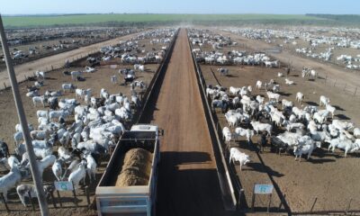 Parcerias de engorda consolidam confinamento como extensão das fazendas de cria e recria no Brasil