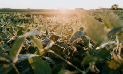 Pesquisadores identificam principais soluções sustentáveis para combate de nematóides da soja