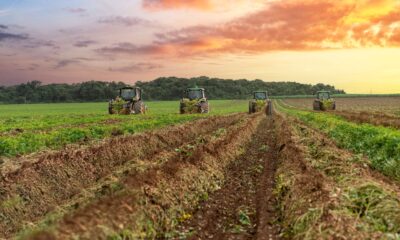Brasil alcança 3º lugar mundial em produtividade de amendoim com 3,8 toneladas por hectare (Foto: Indústrias Colombo)