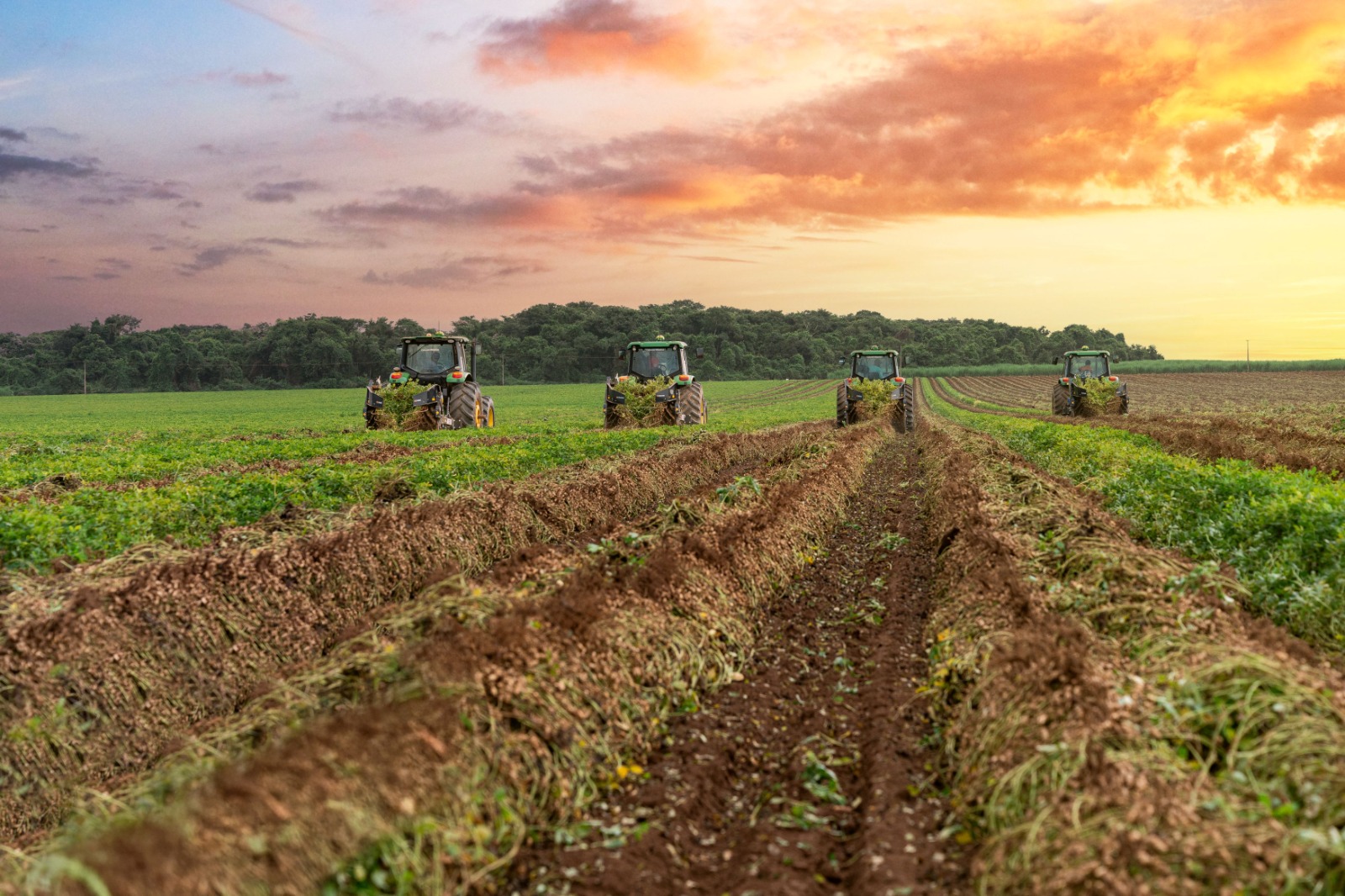 Brasil alcança 3º lugar mundial em produtividade de amendoim com 3,8 toneladas por hectare (Foto: Indústrias Colombo)