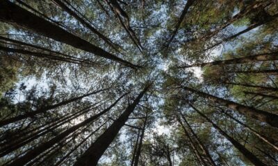 Imagem: divulgação