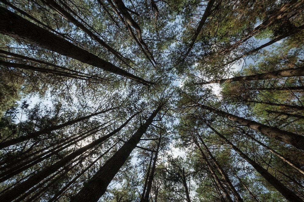 Imagem: divulgação