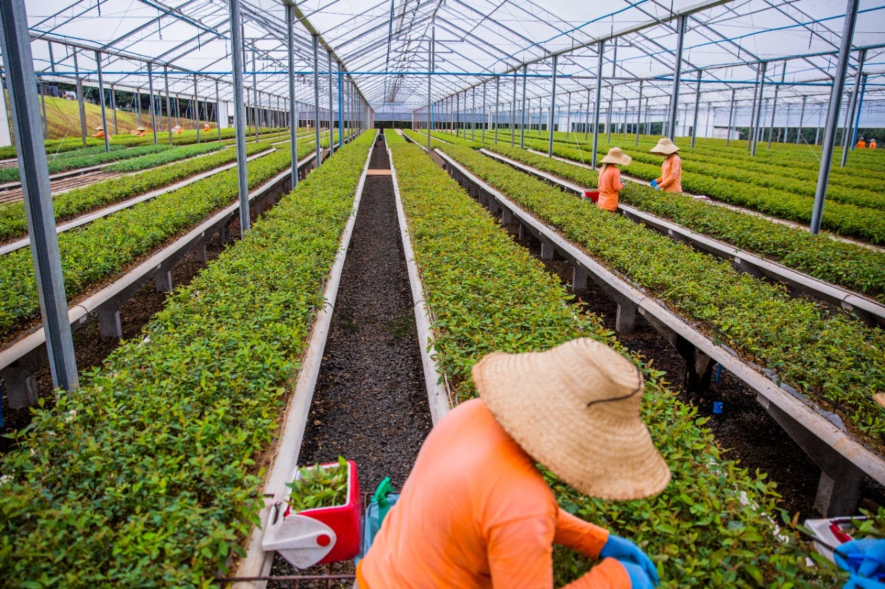 Viveiros contam com técnicas avançadas de melhoramento genético para garantir maior vigor das mudas Crédito: Zig Koch