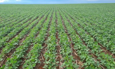 Imagem: divulgação