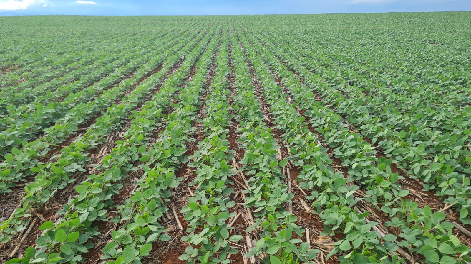 Imagem: divulgação